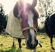 Welsh Partbred (Sec F) Stillebaekkens Monogramm