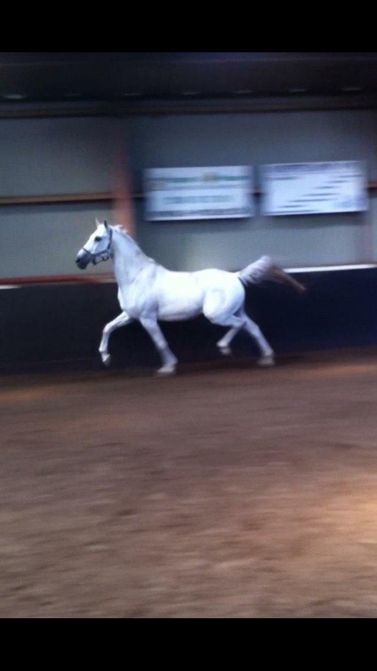 Sportsaraber (A) Shadowfax [Tidl. hest] billede 8