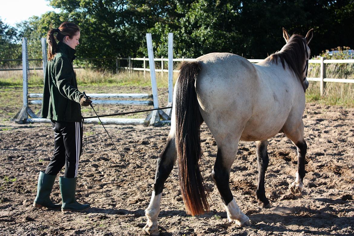Anden særlig race | Sofus billede 12