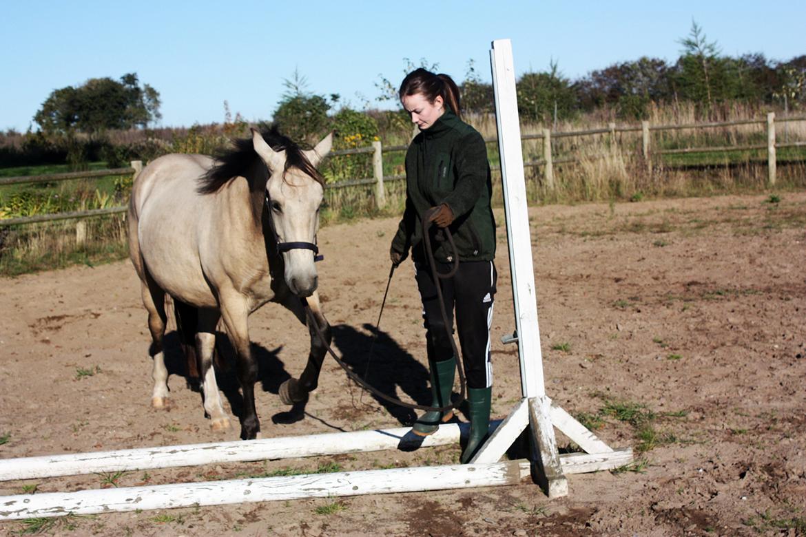 Anden særlig race | Sofus billede 33