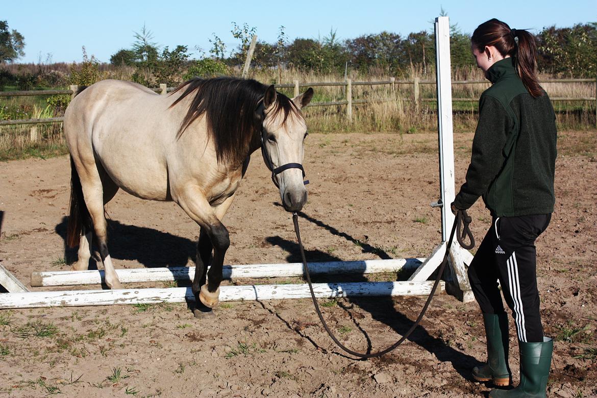 Anden særlig race | Sofus billede 18