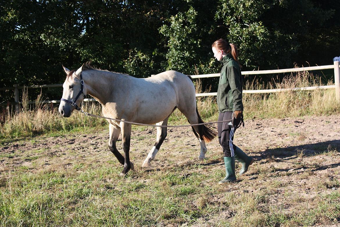 Anden særlig race | Sofus billede 28