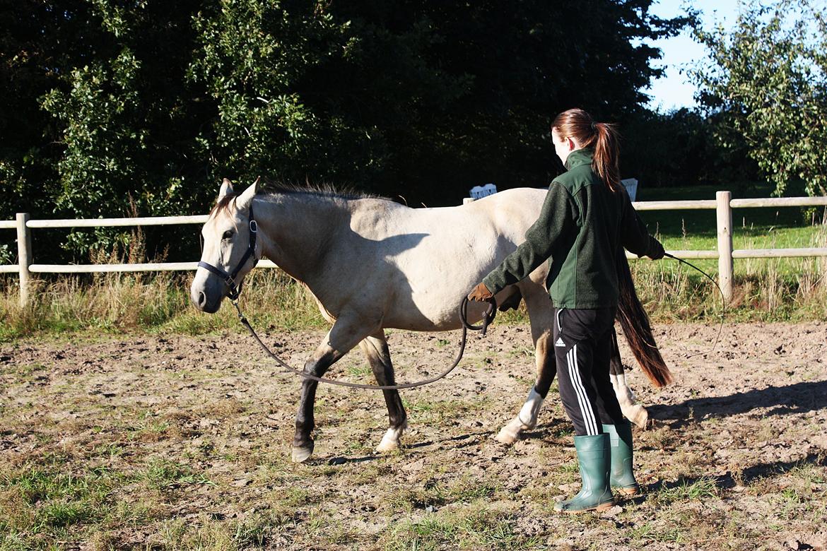 Anden særlig race | Sofus billede 34