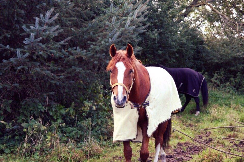 Welsh Partbred (Sec F) Stillebaekkens Monogramm - Skævt dækken, som sædvanligt billede 3