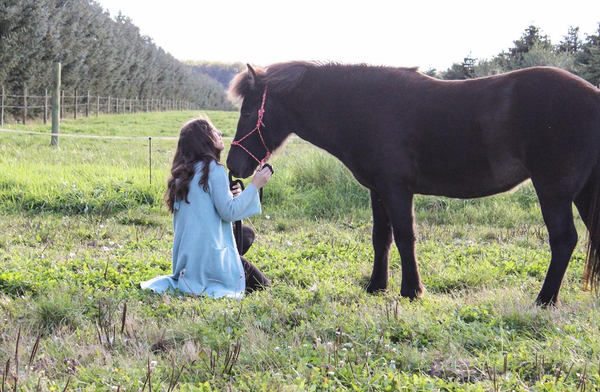 Islænder Blika fra Røllum - My love.. <3 billede 17