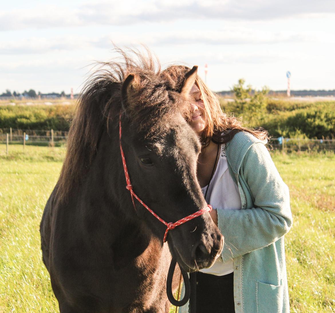 Islænder Blika fra Røllum billede 18