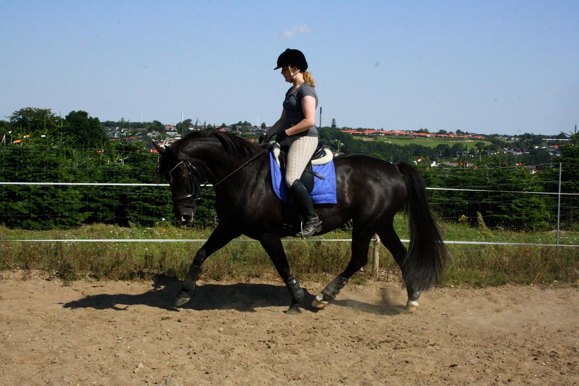 Anden særlig race Josephine billede 1