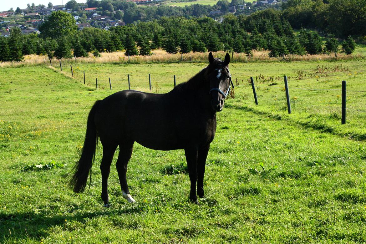 Anden særlig race Josephine billede 2