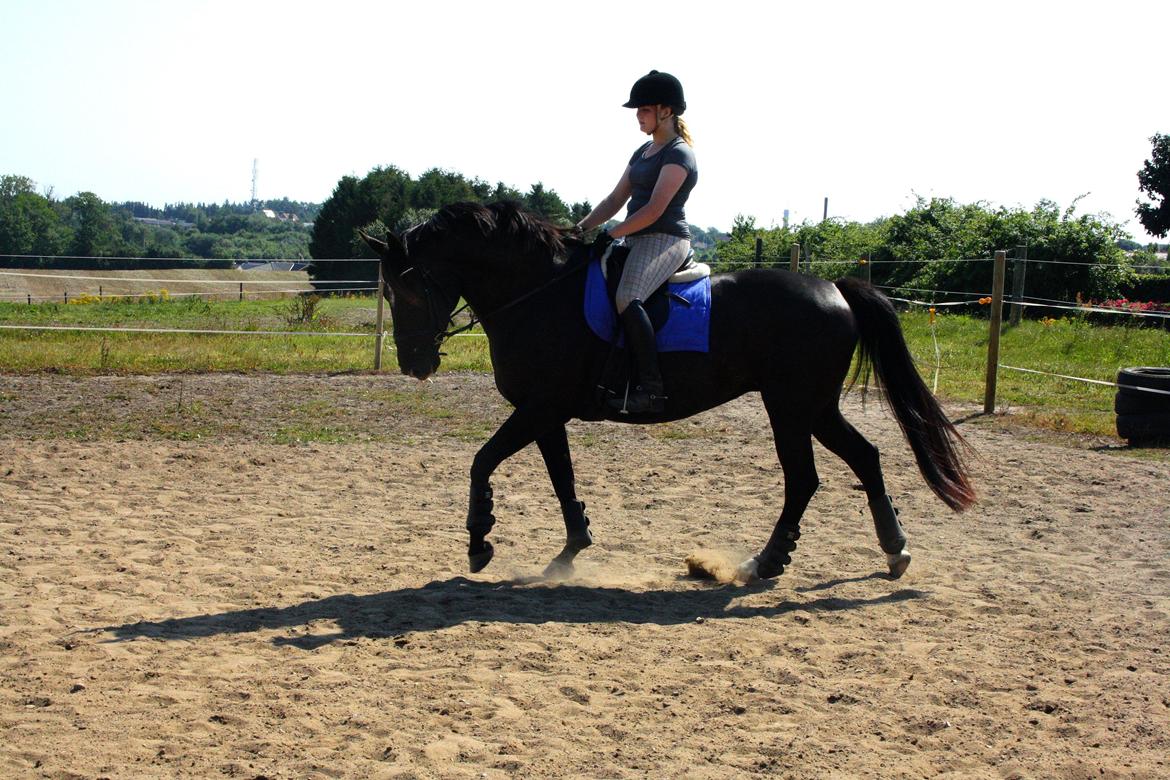 Anden særlig race Josephine billede 3
