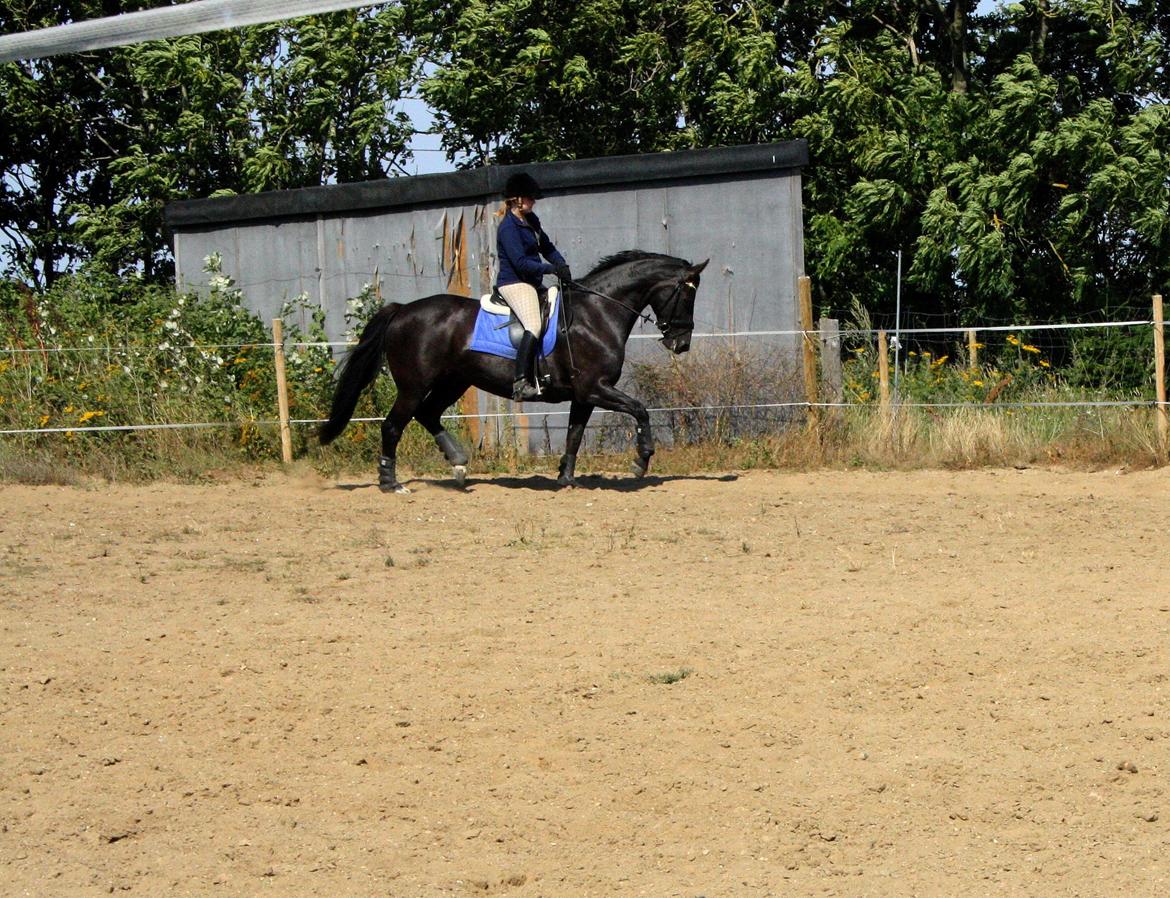 Anden særlig race Josephine billede 4