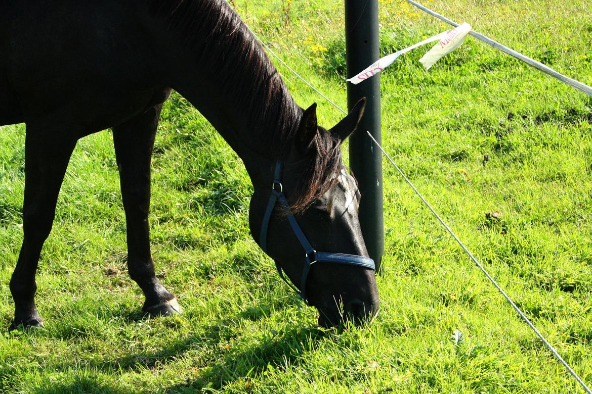 Anden særlig race Josephine billede 5