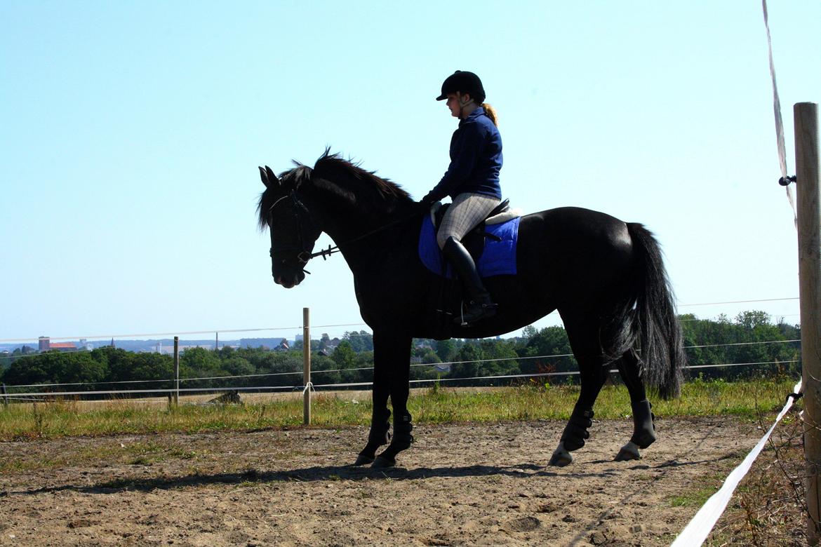 Anden særlig race Josephine billede 6