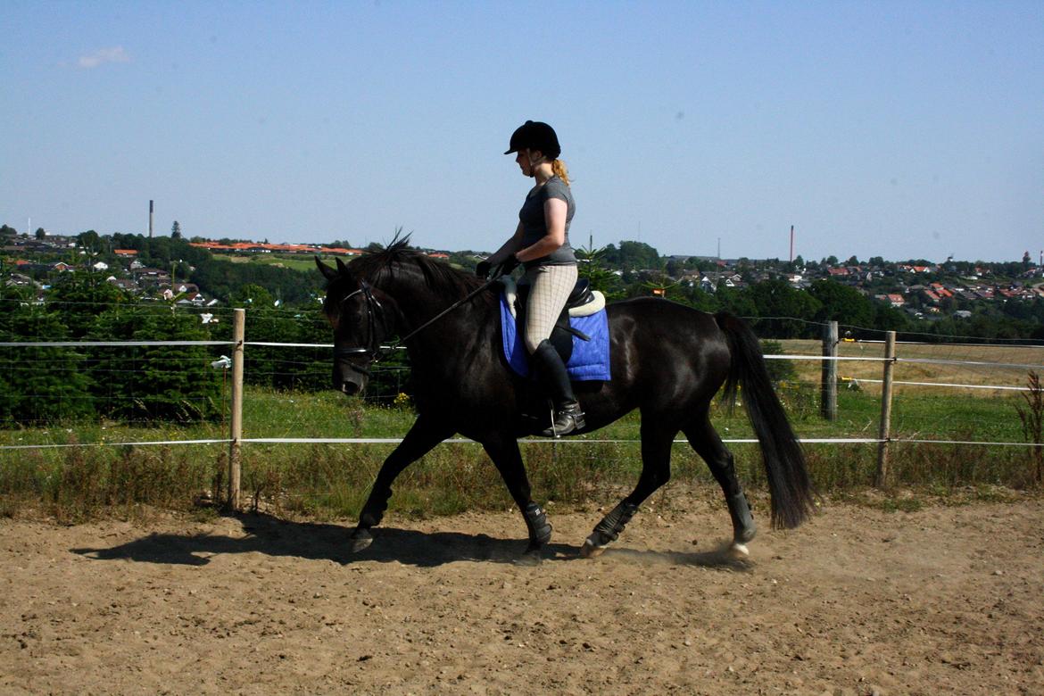Anden særlig race Josephine billede 7