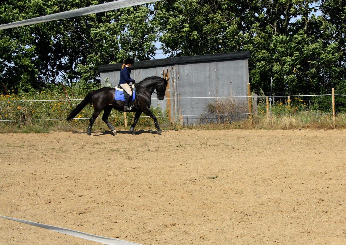 Anden særlig race Josephine billede 8