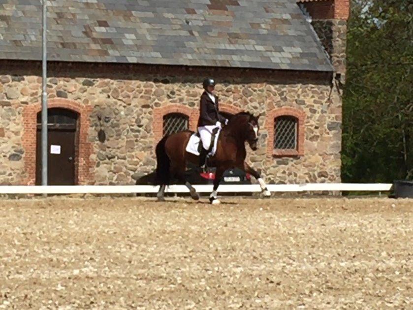 Welsh Pony af Cob-type (sec C) Rytterbjergets Discovery - B pony - Opvarmning på Vilhelmsborgs smukke gårdsplads. D. 8/5-2015 billede 11