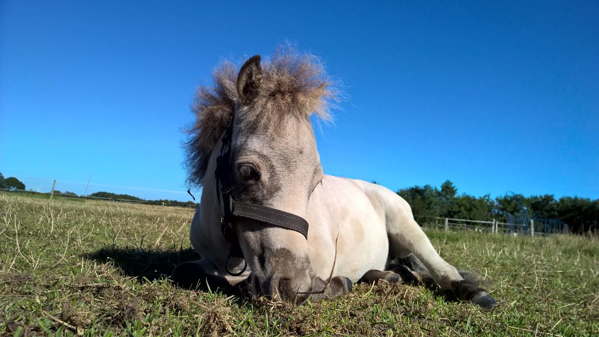 Amerikansk Miniature Kom-Magic Dreams billede 1