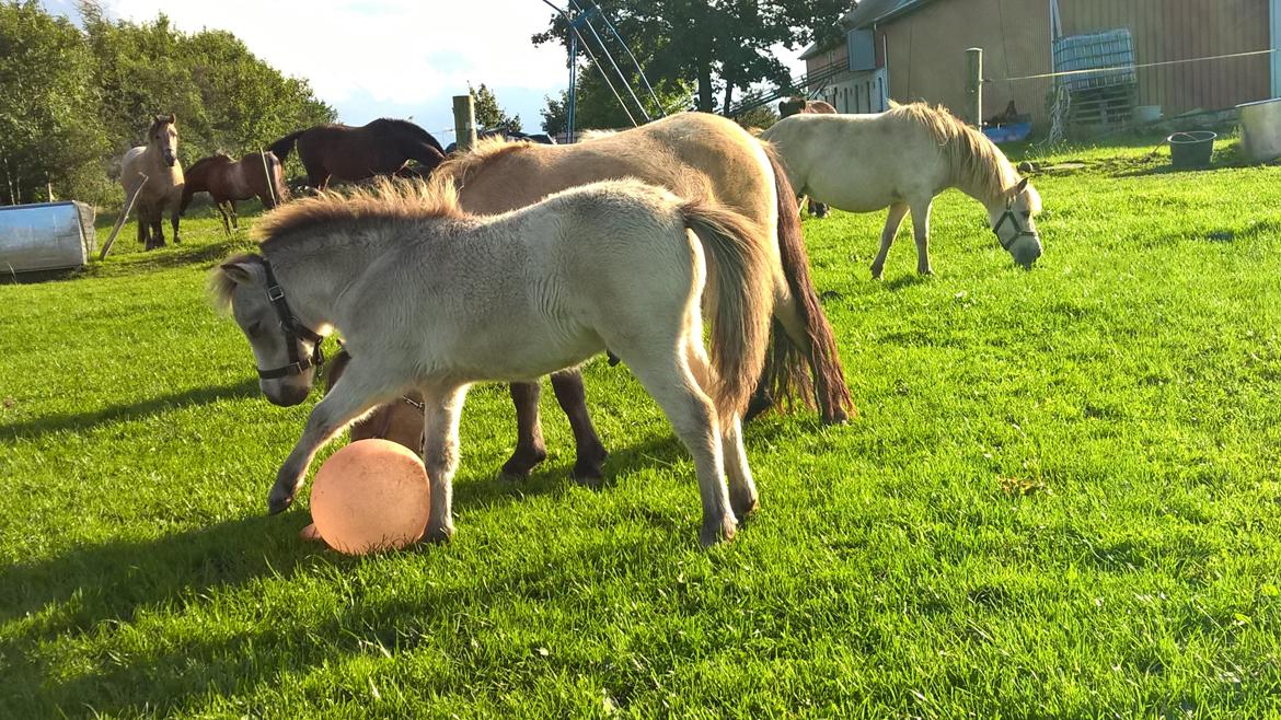 Amerikansk Miniature Kom-Magic Dreams billede 14