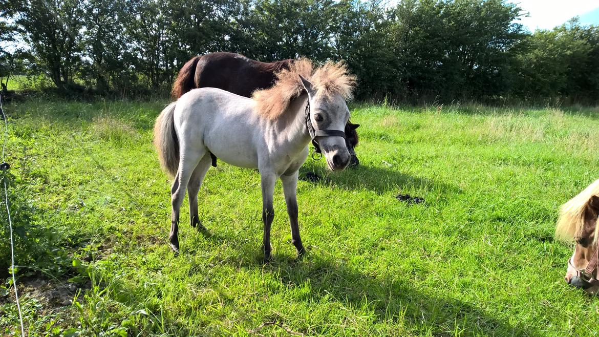 Amerikansk Miniature Kom-Magic Dreams billede 4