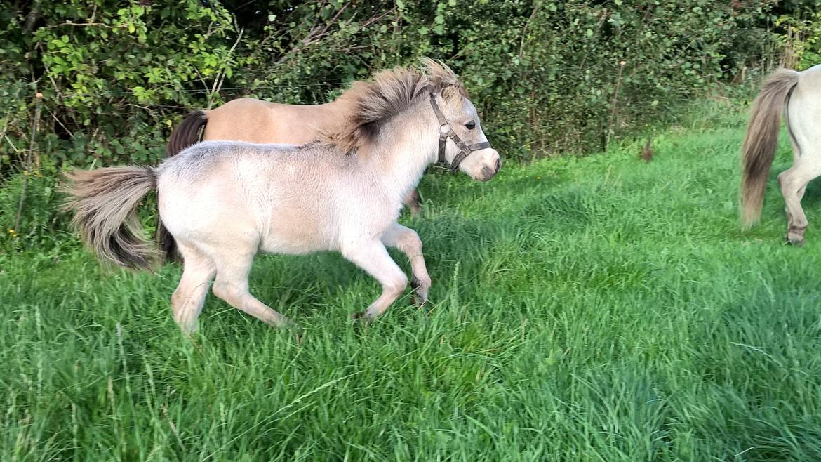 Amerikansk Miniature Kom-Magic Dreams billede 17