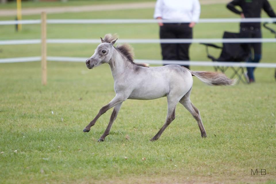 Amerikansk Miniature Kom-Magic Dreams billede 9