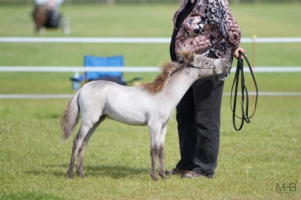 Amerikansk Miniature Kom-Magic Dreams billede 12