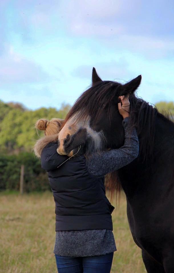 Irish Cob Sir Victor Of Ireland, solgt billede 9