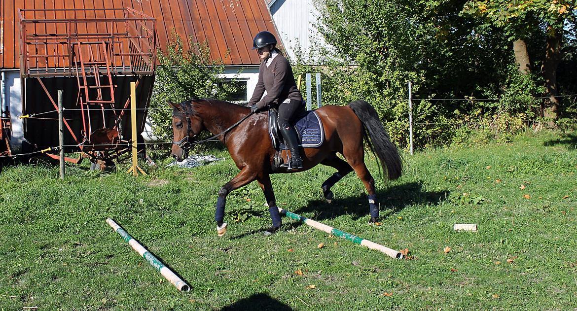 Arabisk fuldblod (OX) Kozak billede 1