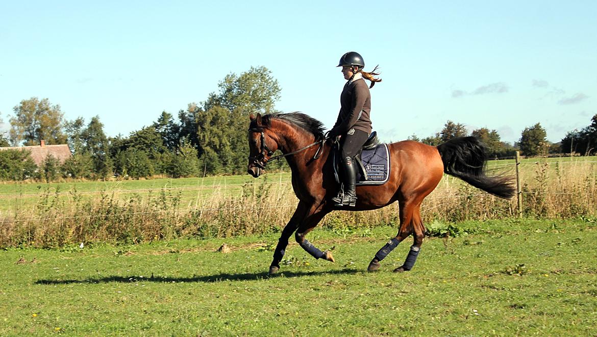 Arabisk fuldblod (OX) Kozak billede 4