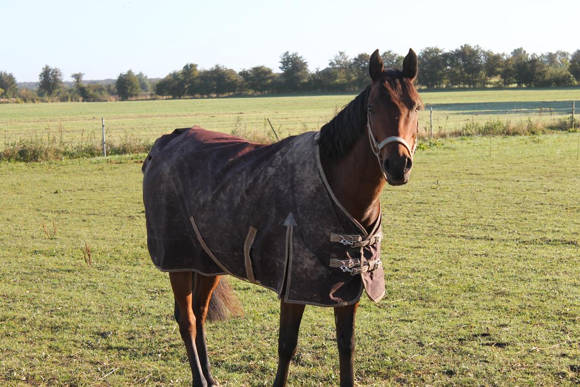 Arabisk fuldblod (OX) Kozak billede 6