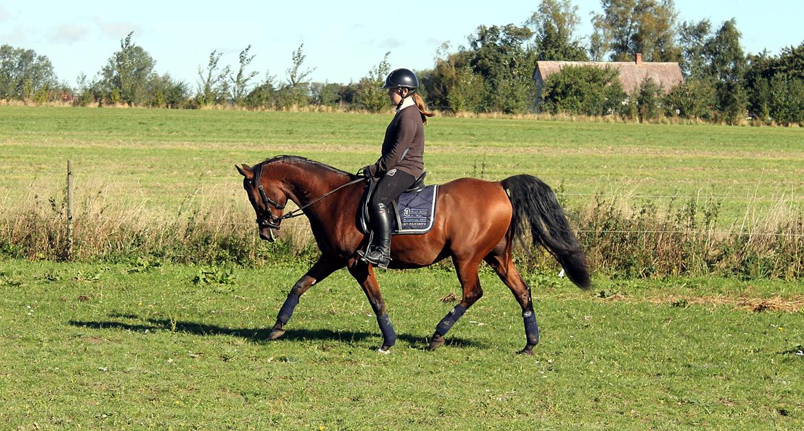 Arabisk fuldblod (OX) Kozak billede 10
