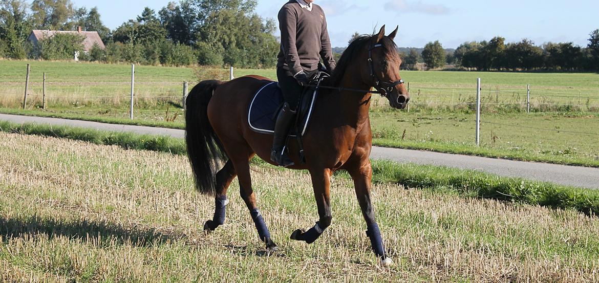 Arabisk fuldblod (OX) Kozak billede 12