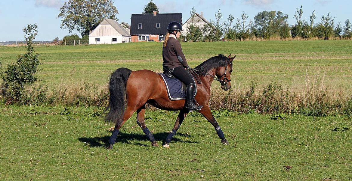Arabisk fuldblod (OX) Kozak billede 11