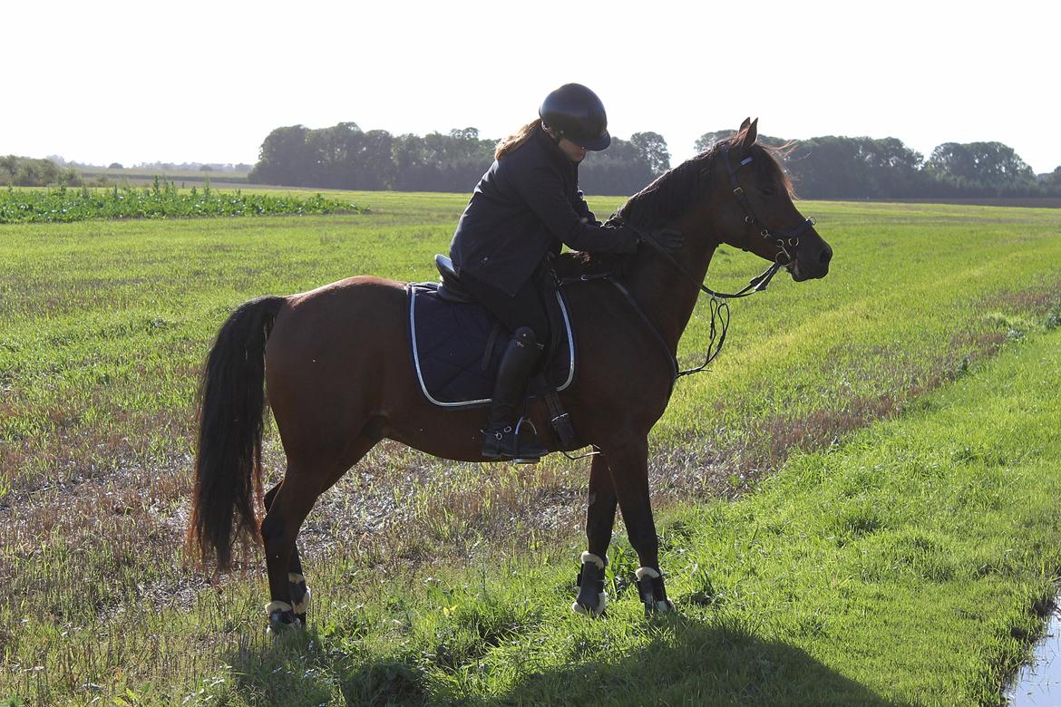 Arabisk fuldblod (OX) Kozak billede 13