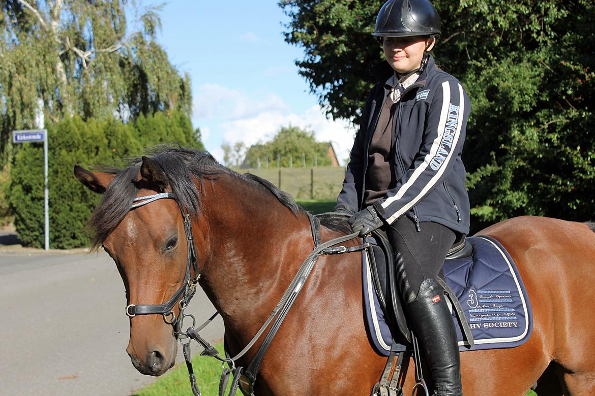 Arabisk fuldblod (OX) Kozak billede 16