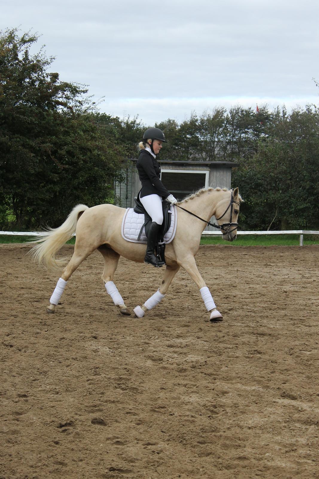 DSP Attention billede 8