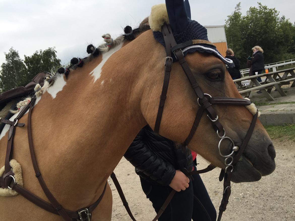 Hollandsk Sportspony Capello Ivo<3 (Min Pony) - sikke nogen flotte rosenknupper... eller noget billede 37