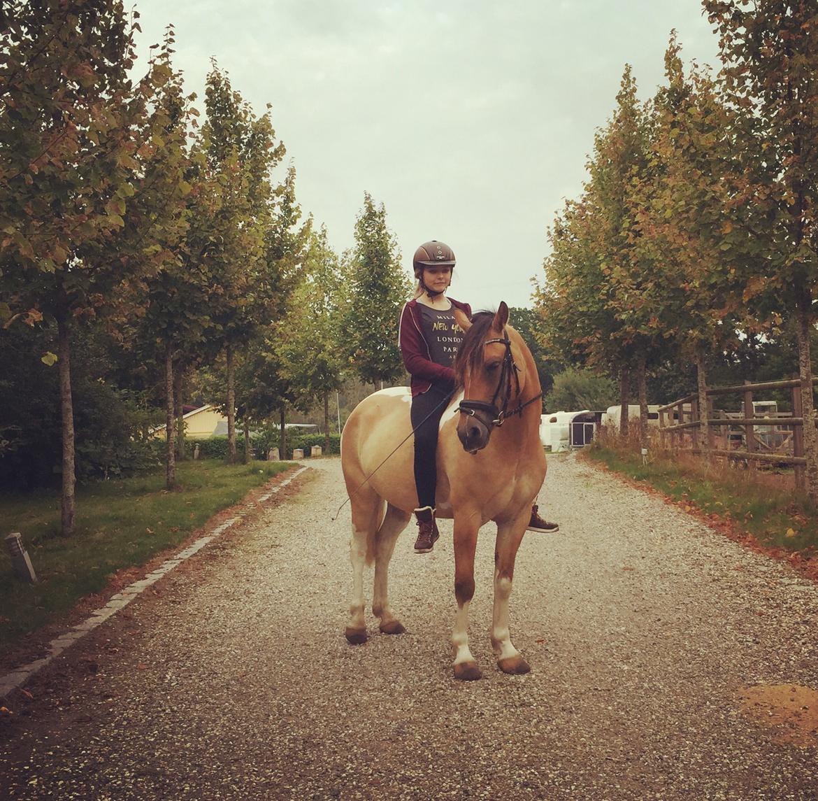 Hollandsk Sportspony Capello Ivo<3 (Min Pony) - Min smukke prins billede 36