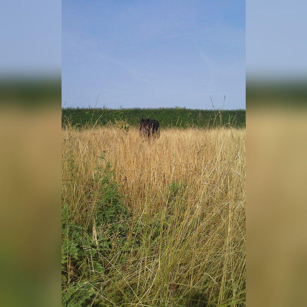 Shetlænder Ædellunds Tilde billede 18