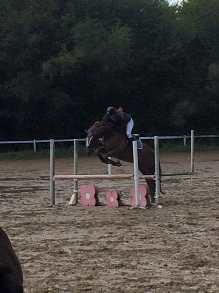 Dansk Varmblod Lunds Intermezzo - 80cm  billede 9