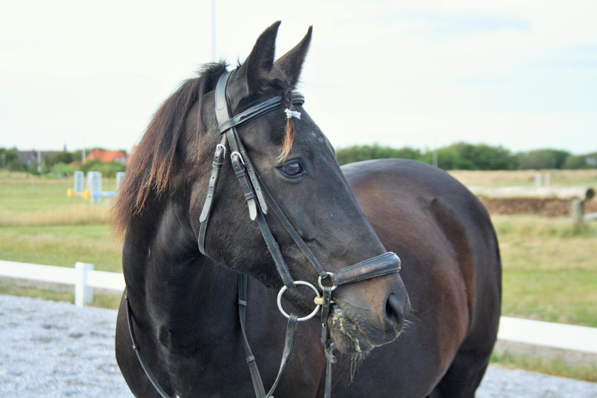 New Forest Hamborgs Amistar - Velkommen til Hamborgs Amistar billede 1