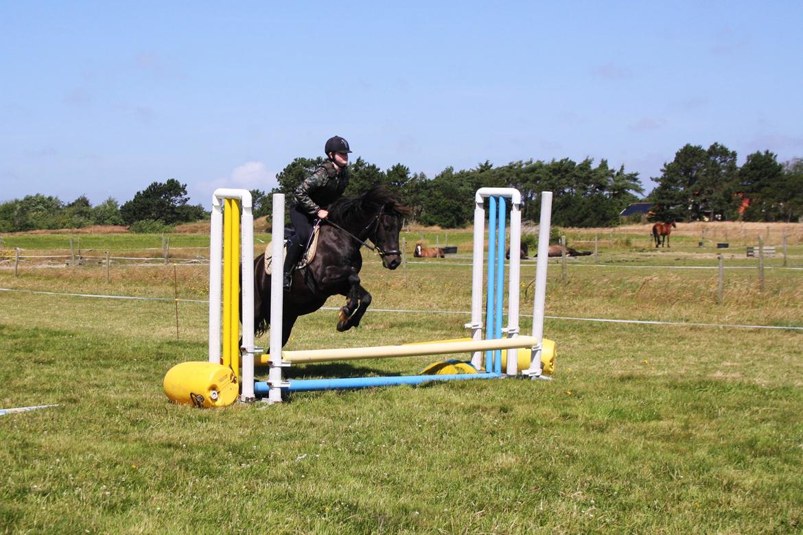 New Forest Hamborgs Amistar billede 2