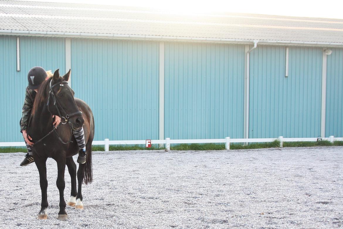 New Forest Hamborgs Amistar billede 3