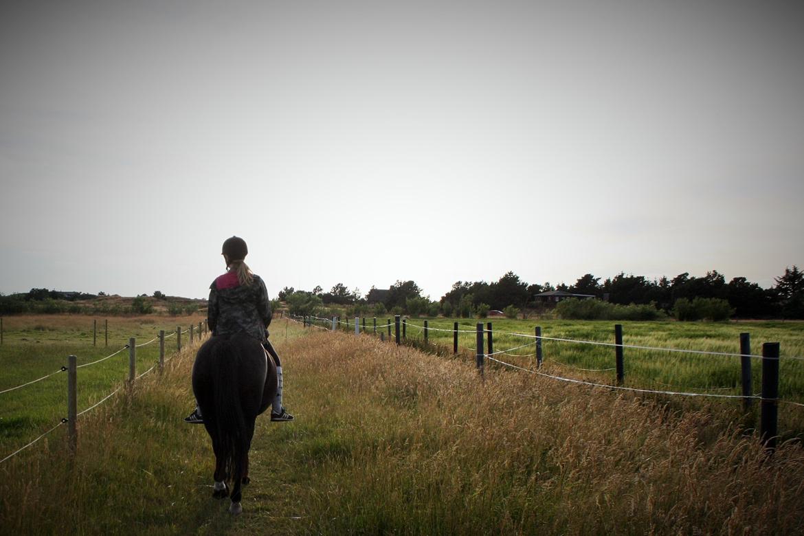 New Forest Hamborgs Amistar - Tak for kigget :)) billede 4