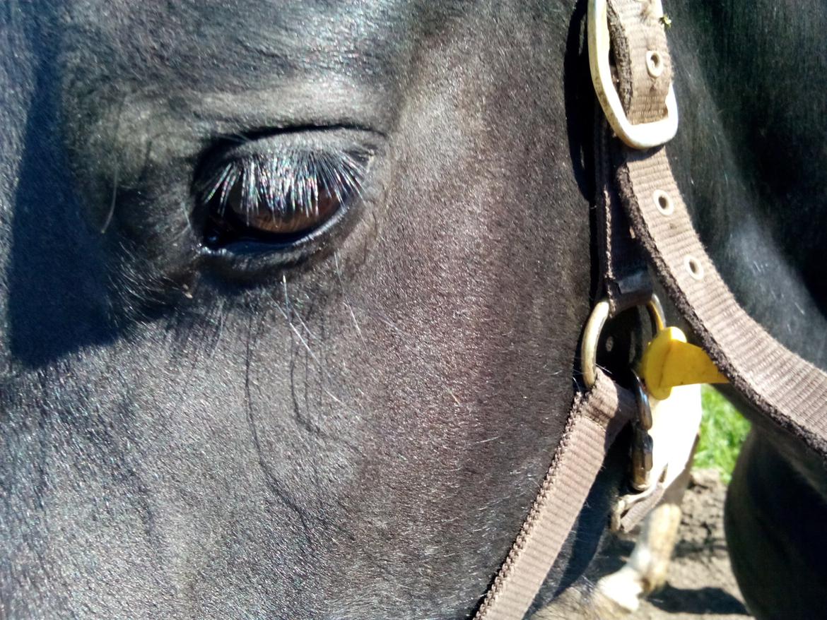 Frieser Nannabel af Ripa billede 15