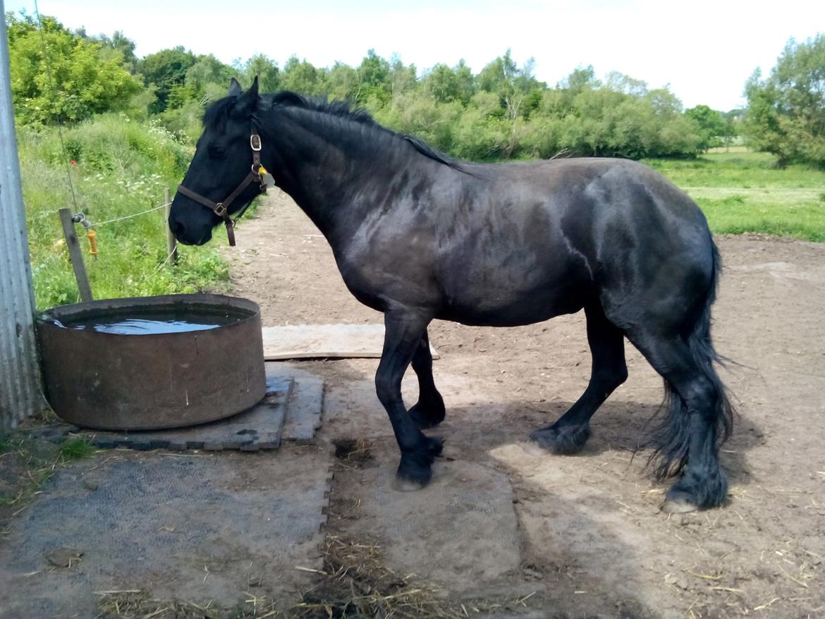 Frieser Nannabel af Ripa billede 16