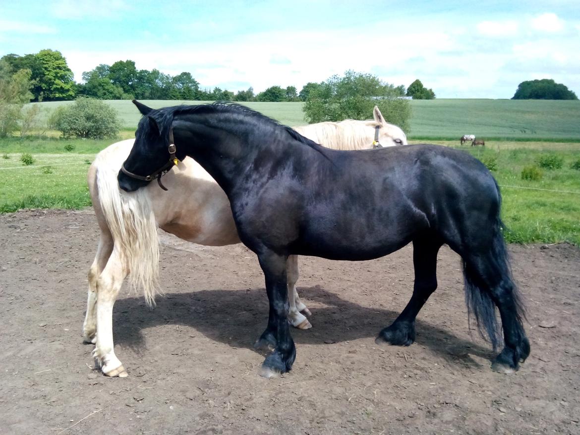 Frieser Nannabel af Ripa billede 17