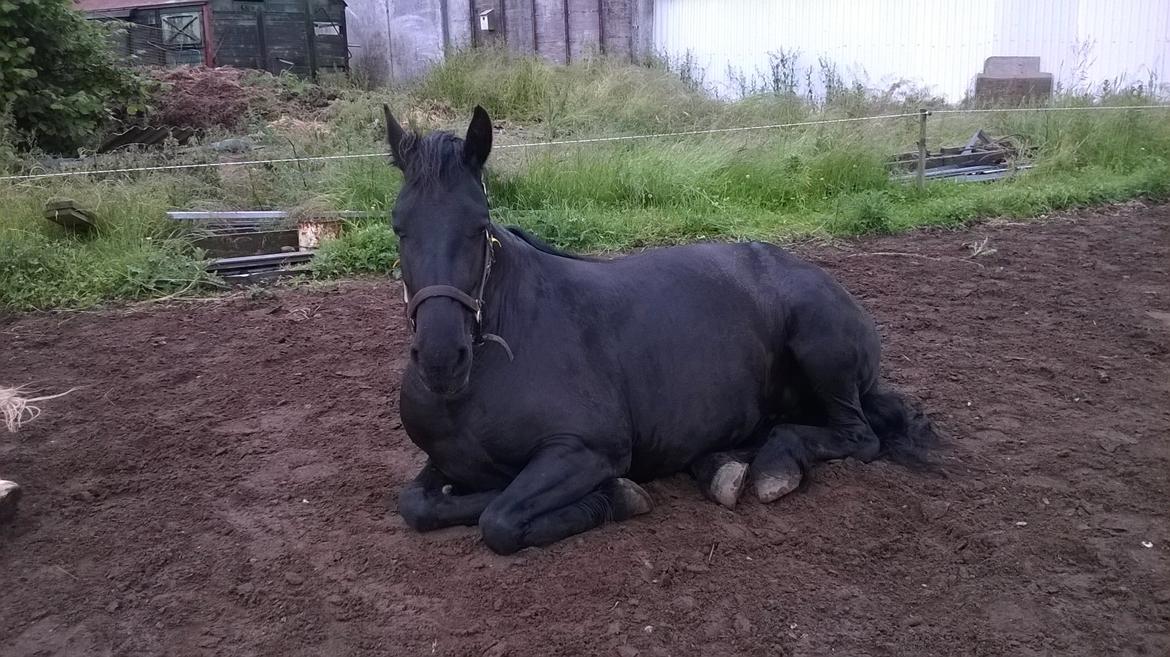 Frieser Nannabel af Ripa billede 18