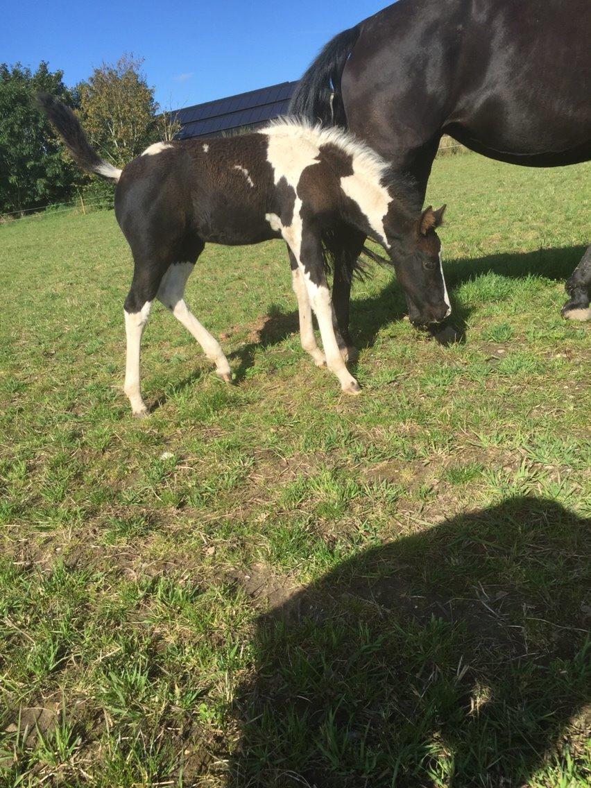 Barockpinto Revsgaards Rhapsody billede 25