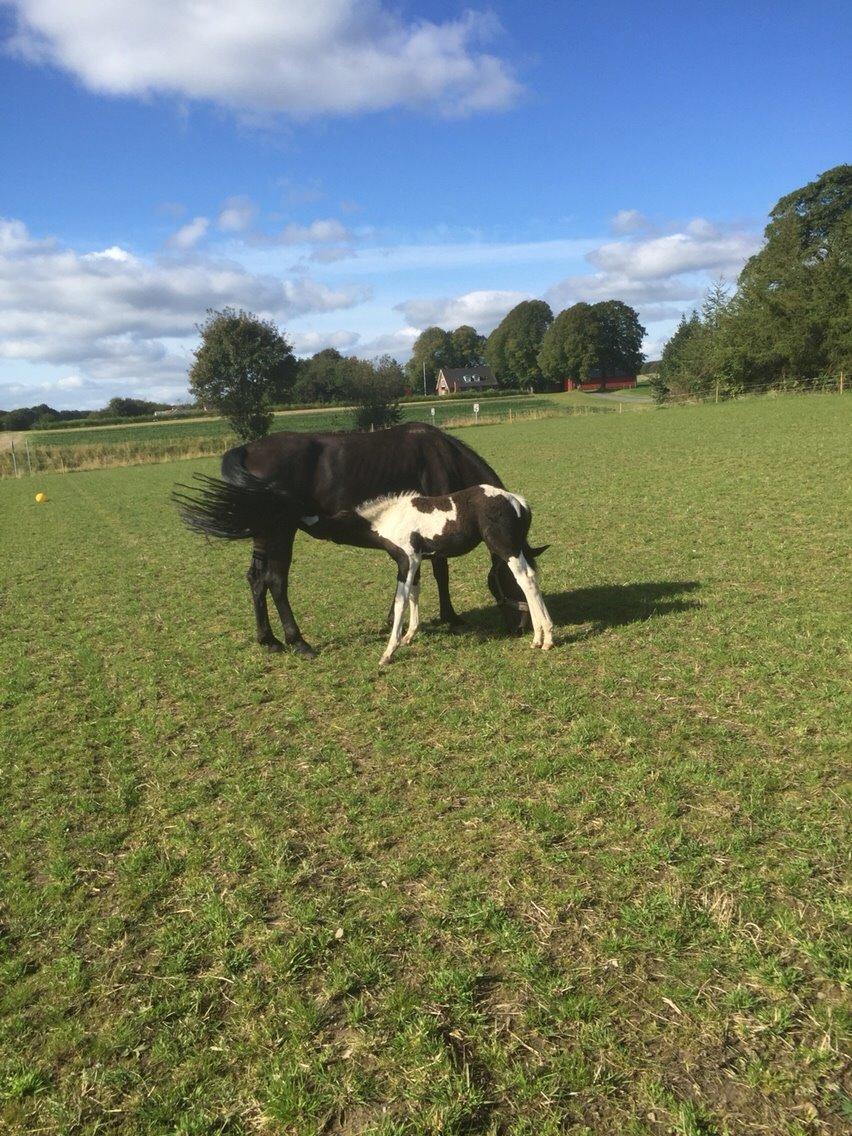 Barockpinto Revsgaards Rhapsody billede 26