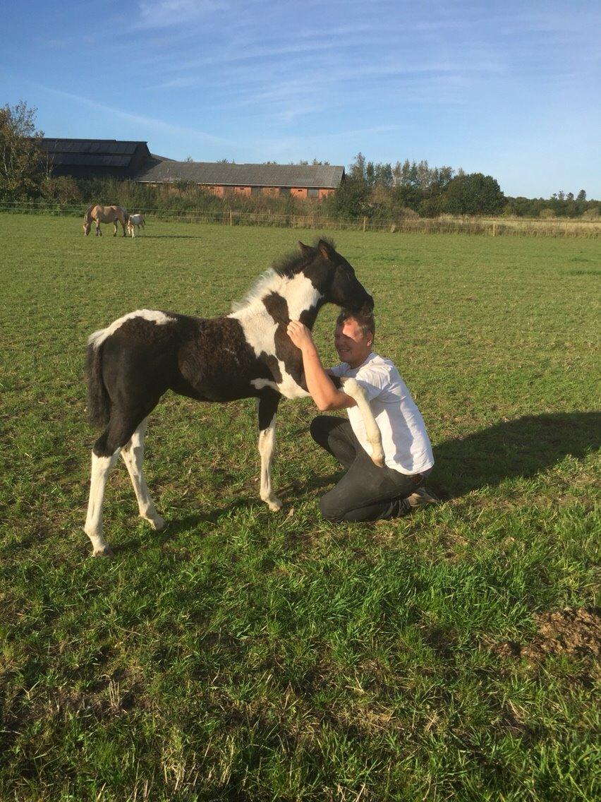 Barockpinto Revsgaards Rhapsody billede 27